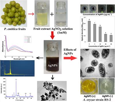 Biogenic Synthesis of Silver Nanoparticles Using Phyllanthus emblica Fruit Extract and Its Inhibitory Action Against the Pathogen Acidovorax oryzae Strain RS-2 of Rice Bacterial Brown Stripe